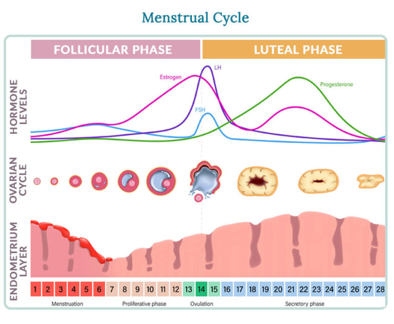 Menstrual cycle phases and changes in hormone levels