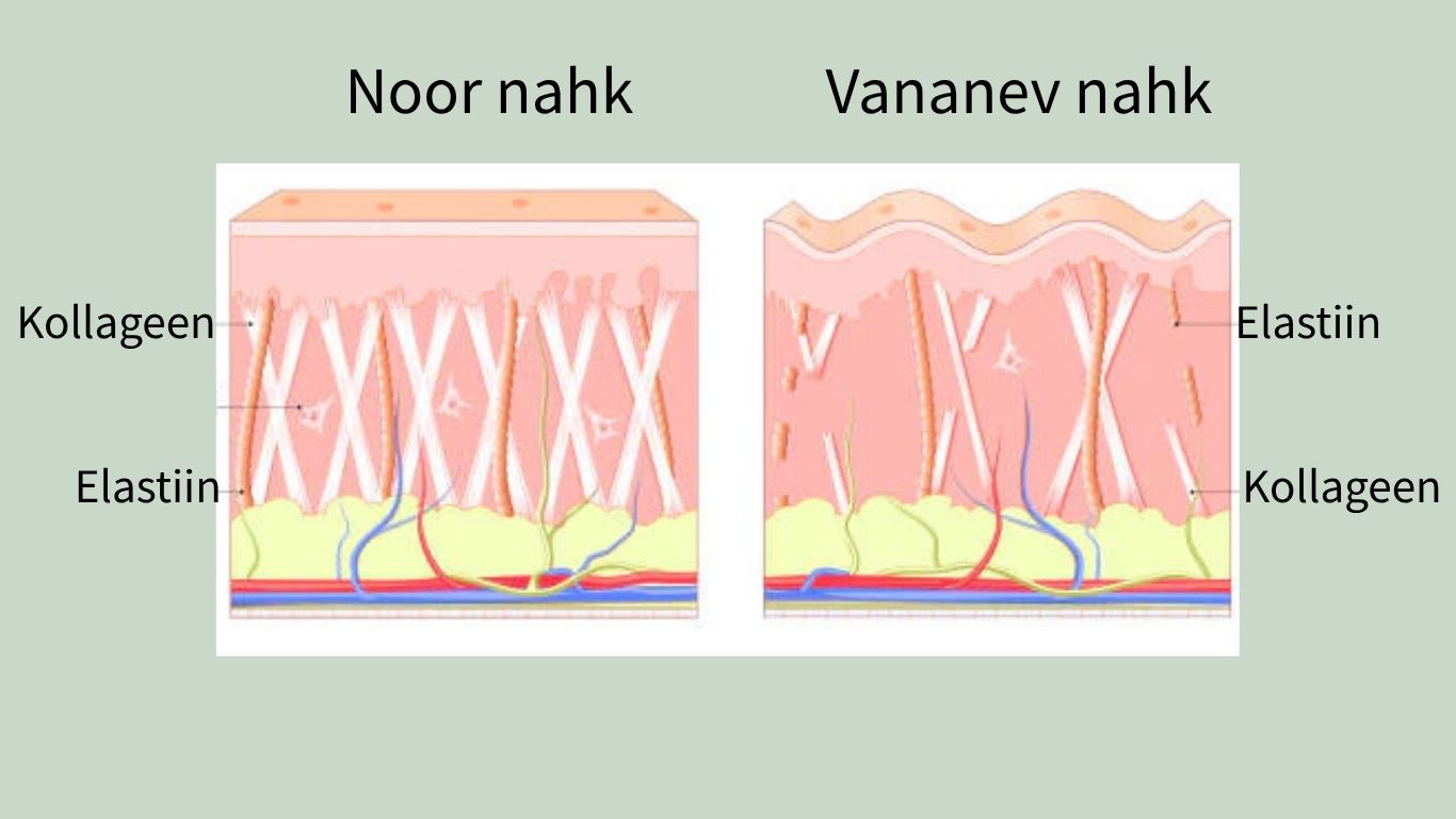 Kollageeni ja elastiini illustratsioon